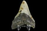 Bargain, Fossil Megalodon Tooth - North Carolina #108973-2